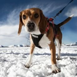 NEEWA Running Harness - Red -Zooplus Sales Shop 505648 hs neewa running harness rot hund 4