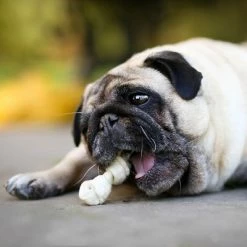 8in1 Pro Dental Chew Bones -Zooplus Sales Shop 63003 8in1 delights prodental huhn xs 21stk hs 09 3