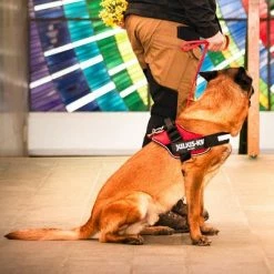 Julius K9 JULIUS-K9 IDC® Power Harness - Red 17 Julius K9 JULIUS-K9 IDC® Power Harness - Red -Zooplus Sales Shop 73981 julius k9 idc powergeschirr rot hs6 3