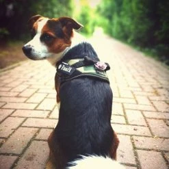 Julius K9 JULIUS-K9 IDC® Power Harness - Camouflage -Zooplus Sales Shop 73991 julius k9 idc powergeschirr camouflage hs6 9