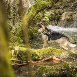 Julius K9 JULIUS-K9 IDC® Power Harness - Camouflage -Zooplus Sales Shop 74075 julius k9 idc powergeschirr camouflage 4 3