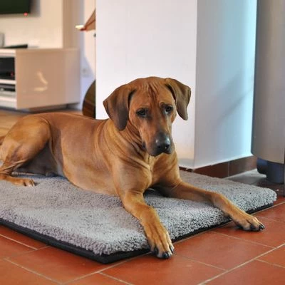 Pawz & Pepper Aurora Ortho Dog Mattress 10 Pawz & Pepper Aurora Ortho Dog Mattress - Image 8