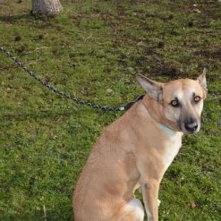 Julius K9 JULIUS-K9 IDC® Rope Lead -Zooplus Sales Shop 89141 juliusk9 idcropeleash hs 04 8