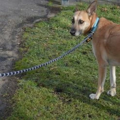 Julius K9 JULIUS-K9 IDC® Rope Lead -Zooplus Sales Shop 89141 juliusk9 idcropeleash hs 08 0