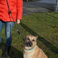 Julius K9 JULIUS-K9 IDC® Adjustable Rope Lead 11 Julius K9 JULIUS-K9 IDC® Adjustable Rope Lead -Zooplus Sales Shop 89698 juliusk9 idcadjustableropeleash hs 12 1