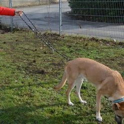 Julius K9 JULIUS-K9 IDC® Adjustable Rope Lead 16 Julius K9 JULIUS-K9 IDC® Adjustable Rope Lead -Zooplus Sales Shop 89698 juliusk9 idcadjustableropeleash hs 13 2