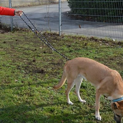 Julius K9 JULIUS-K9 IDC® Adjustable Rope Lead 9 Julius K9 JULIUS-K9 IDC® Adjustable Rope Lead - Image 7