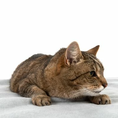 Heim Hygienic Blanket - Grey 6 Heim Hygienic Blanket - Grey - Image 4