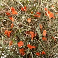 Greenwoods Meadow Hay 3kg -Zooplus Sales Shop greenwoods heu 2 1