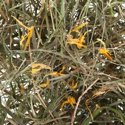 3kg Greenwoods Meadow Hay Mixed Trial Pack 9 3kg Greenwoods Meadow Hay Mixed Trial Pack - Image 7