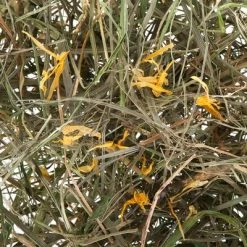 Greenwoods Meadow Hay 3kg -Zooplus Sales Shop greenwoods heu l wenzahn 0