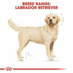 Royal Canin Labrador Retriever Adult -Zooplus Sales Shop rc bhn labrador cv eretailkit 1 2