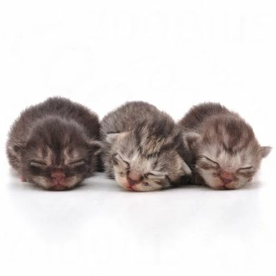 Royal Canin Babycat Milk 5 Royal Canin Babycat Milk - Image 3