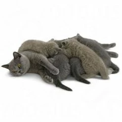 Royal Canin Babycat Milk 9 Royal Canin Babycat Milk -Zooplus Sales Shop rc catmilk 5