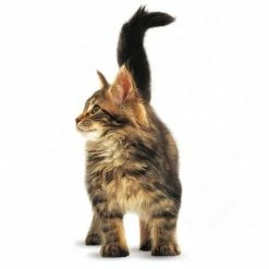Royal Canin Maine Coon Kitten 14 Royal Canin Maine Coon Kitten -Zooplus Sales Shop rc maincoonk1 5