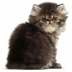 Royal Canin Persian Kitten -Zooplus Sales Shop rc persiank1 2