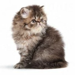 Royal Canin Persian Kitten -Zooplus Sales Shop rc persiank 4