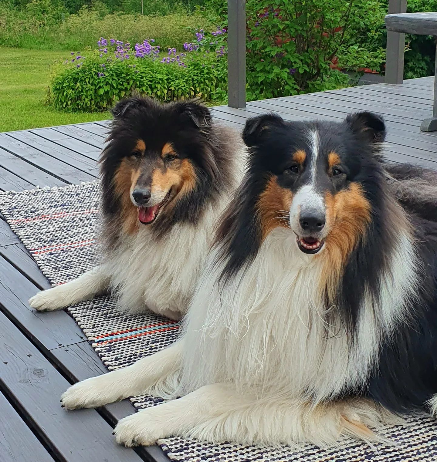 Zooplus Sales Shop -Zooplus Sales Shop 369710828 669217725238965 4792222710099231409 n