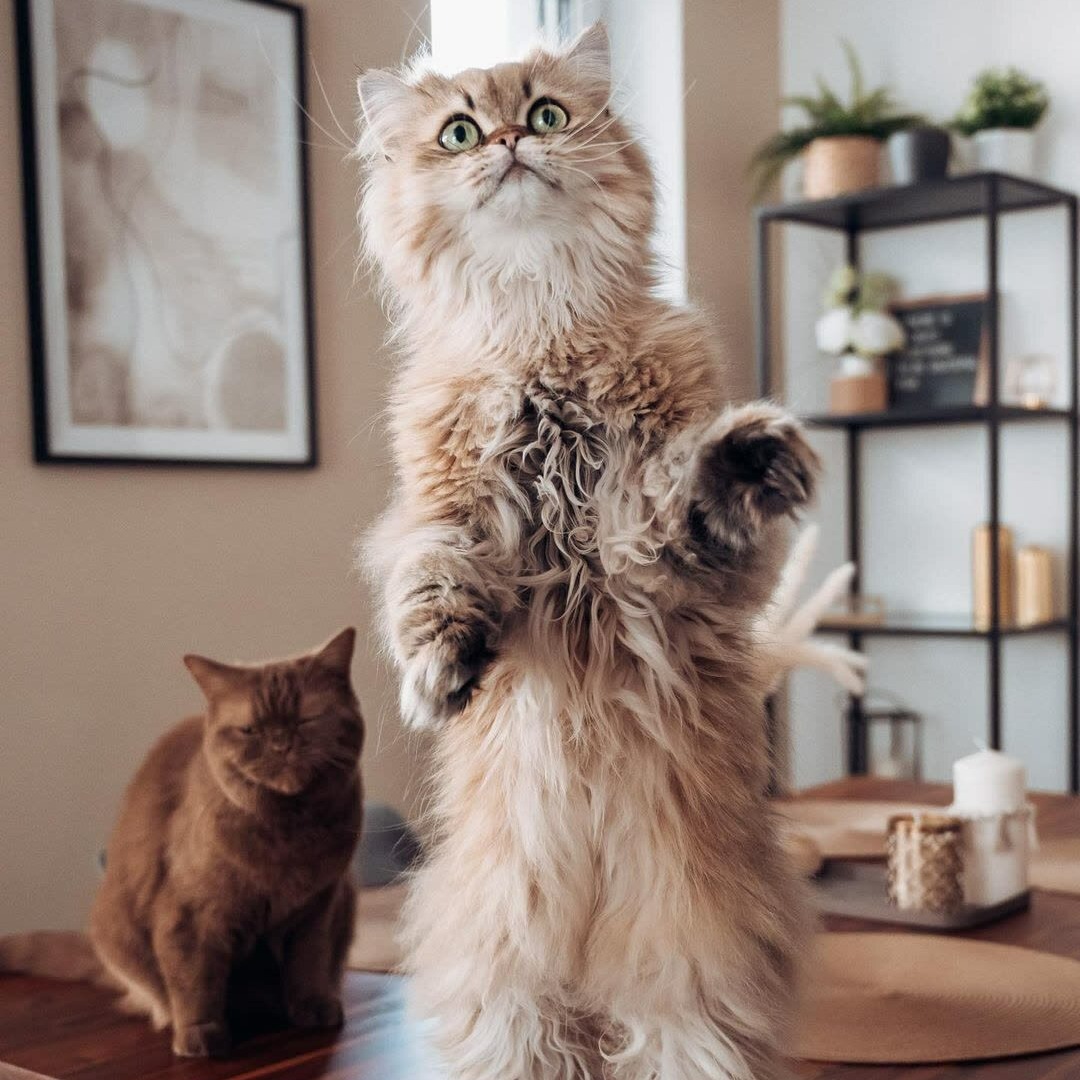 Zooplus Sales Shop -Zooplus Sales Shop 386081828 690879853072752 8365761934931755703 n